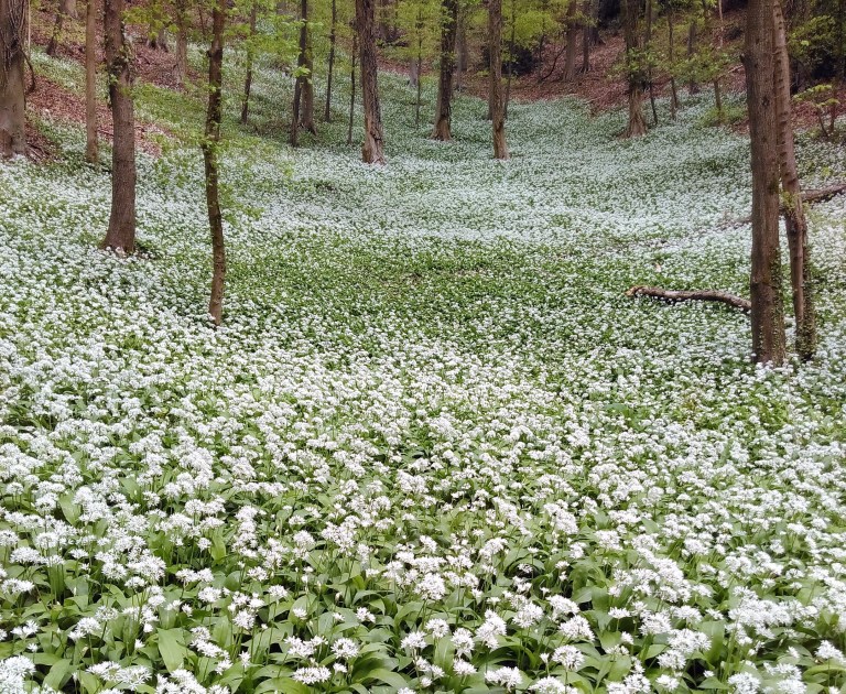 Amberley Woods with garlic 30.4.17