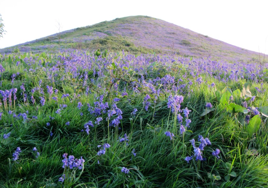Bluebells on Cam Peak