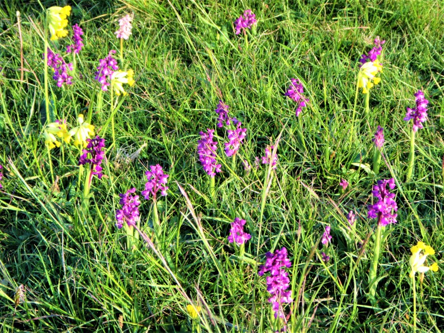 Green-winged orchids on Minch Common