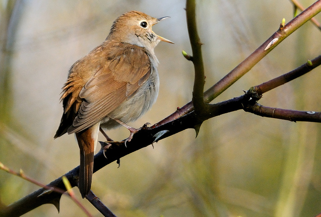 Nightingale - Kev Chapman