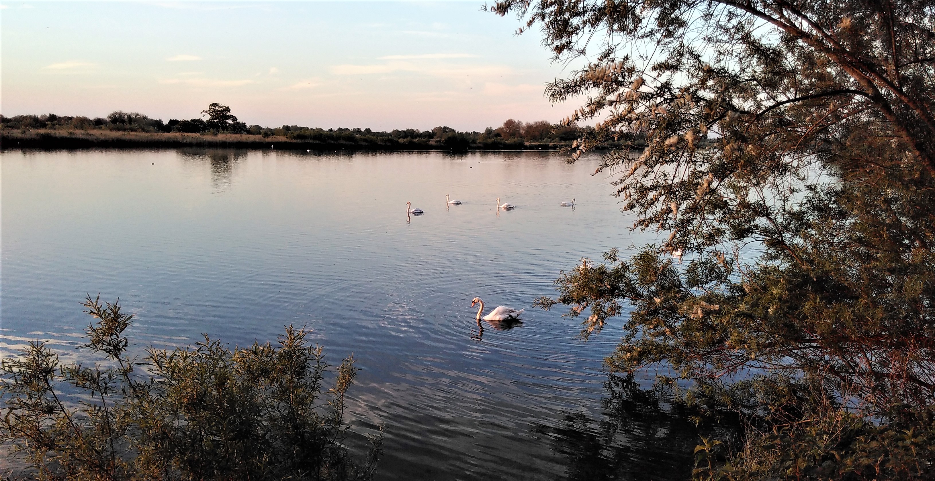 Swans on Cleveland lake 68a
