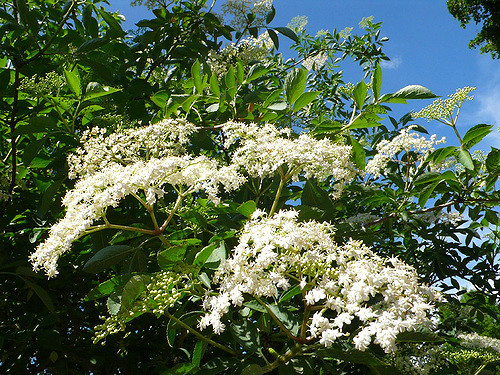 Photo of Elderflower - Smoobs