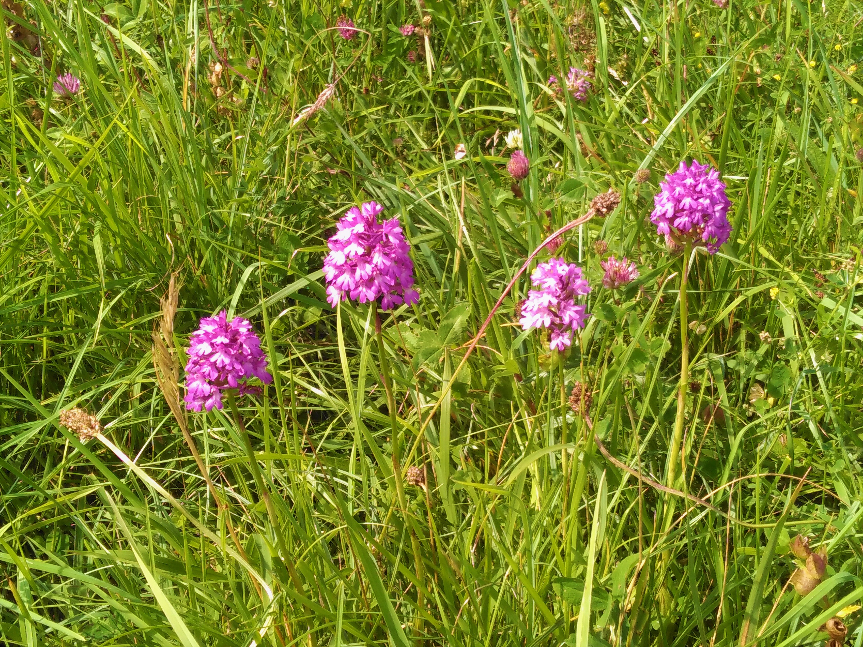 Pyramidal orchids Rudge Hill - C Aistrop