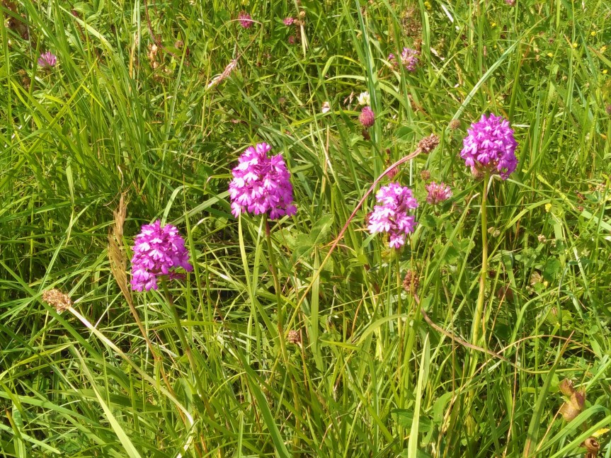 Pyramidal orchids Rudge Hill - C Aistrop