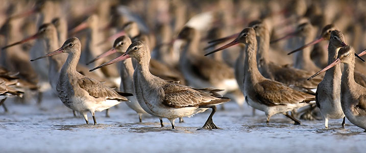 Photo - waders bar-tailed godwits (WWT website)