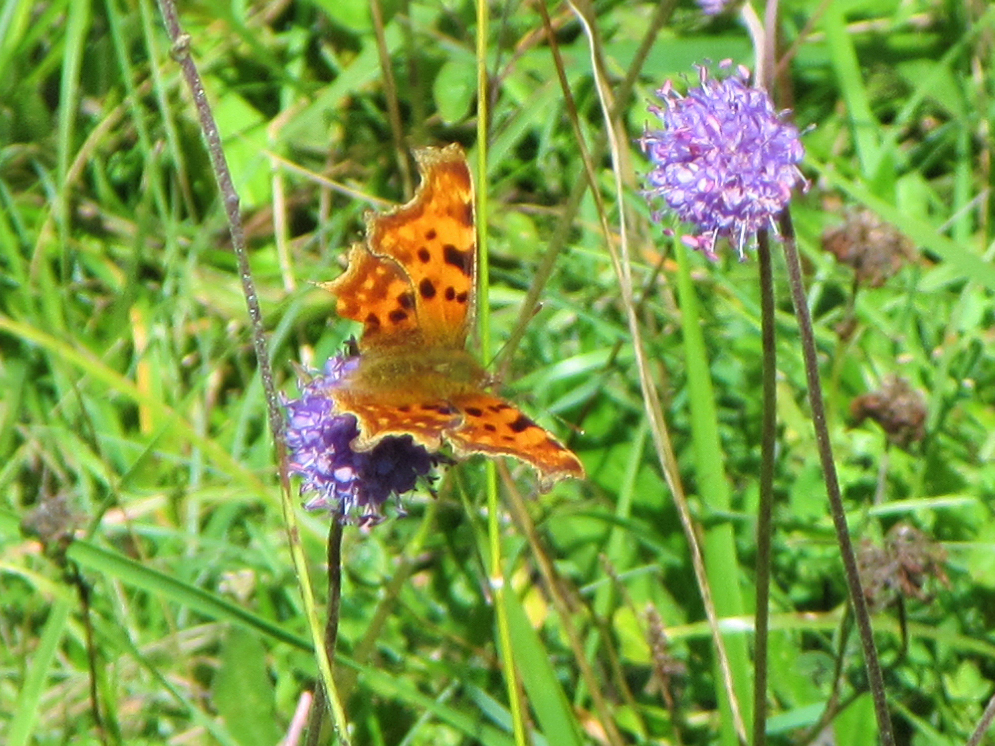 Strawberry Banks Comma + db scabious - Caroline Aistrop