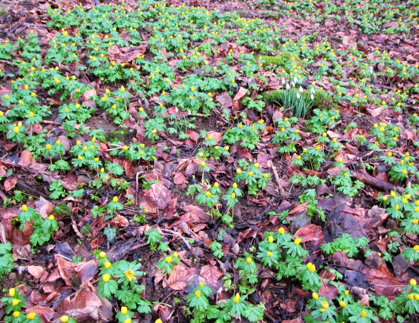Conygre Woods - carpet of aconites Caroline Aistrop
