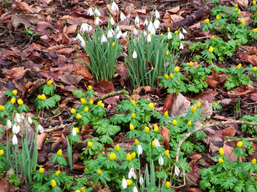 Conygre Woods - snowdrops + aconites close-up Caroline Aistrop