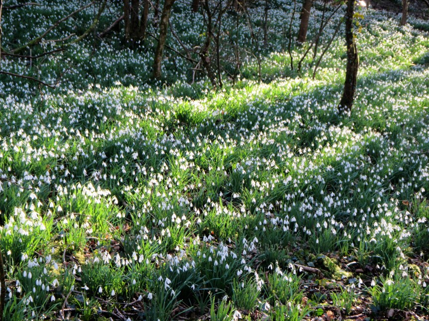 Cherington Pond - bank of snowdrops Feb 2018 Caroline Aistrop