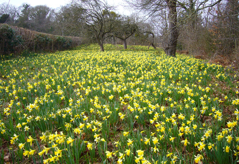 Gwen___Vera_s_field(rev 0)