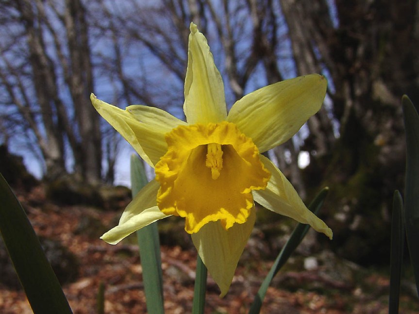 wild daffodil single flower