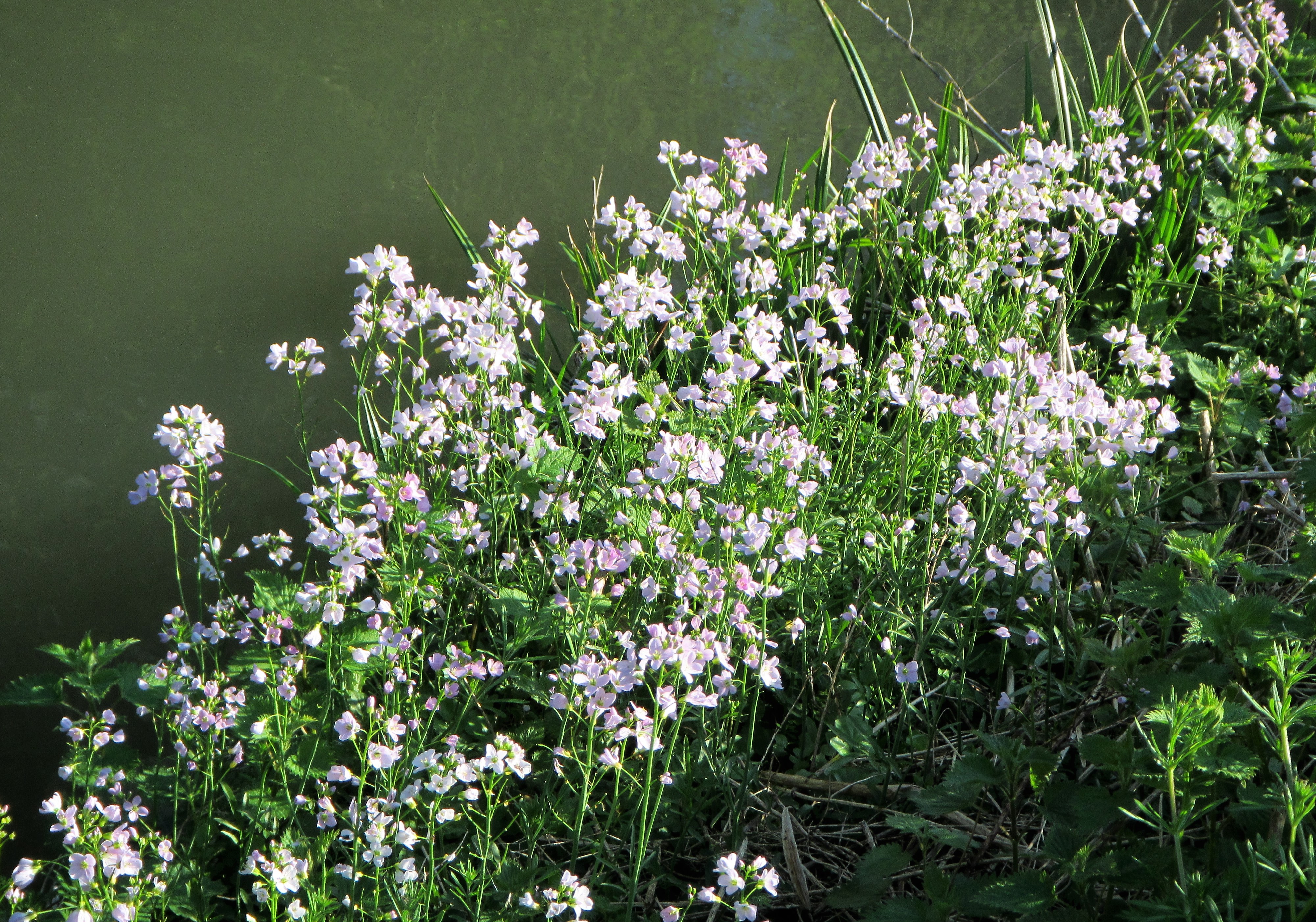 Wildlife april - group of Cuckoo flower Canal Cainsx rd Caroline Aistrop