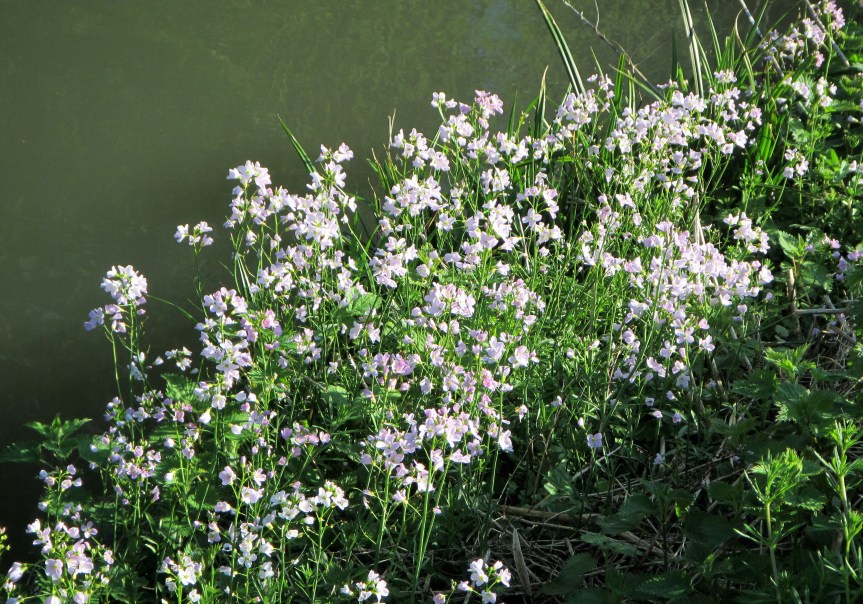 Wildlife april - group of Cuckoo flower Canal Cainsx rd Caroline Aistrop