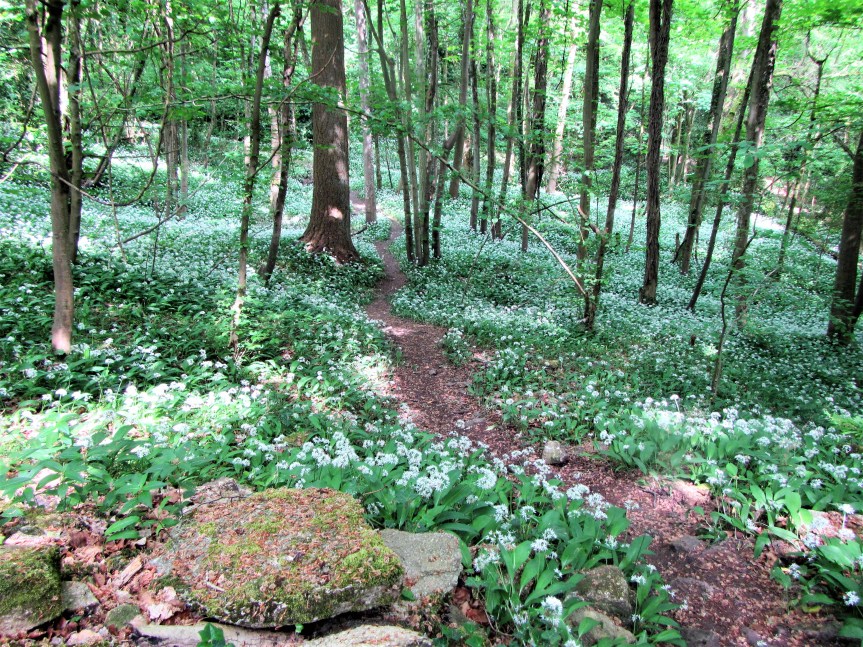 Box wood - wild garlic carpet in wood May 18 C Aistrop