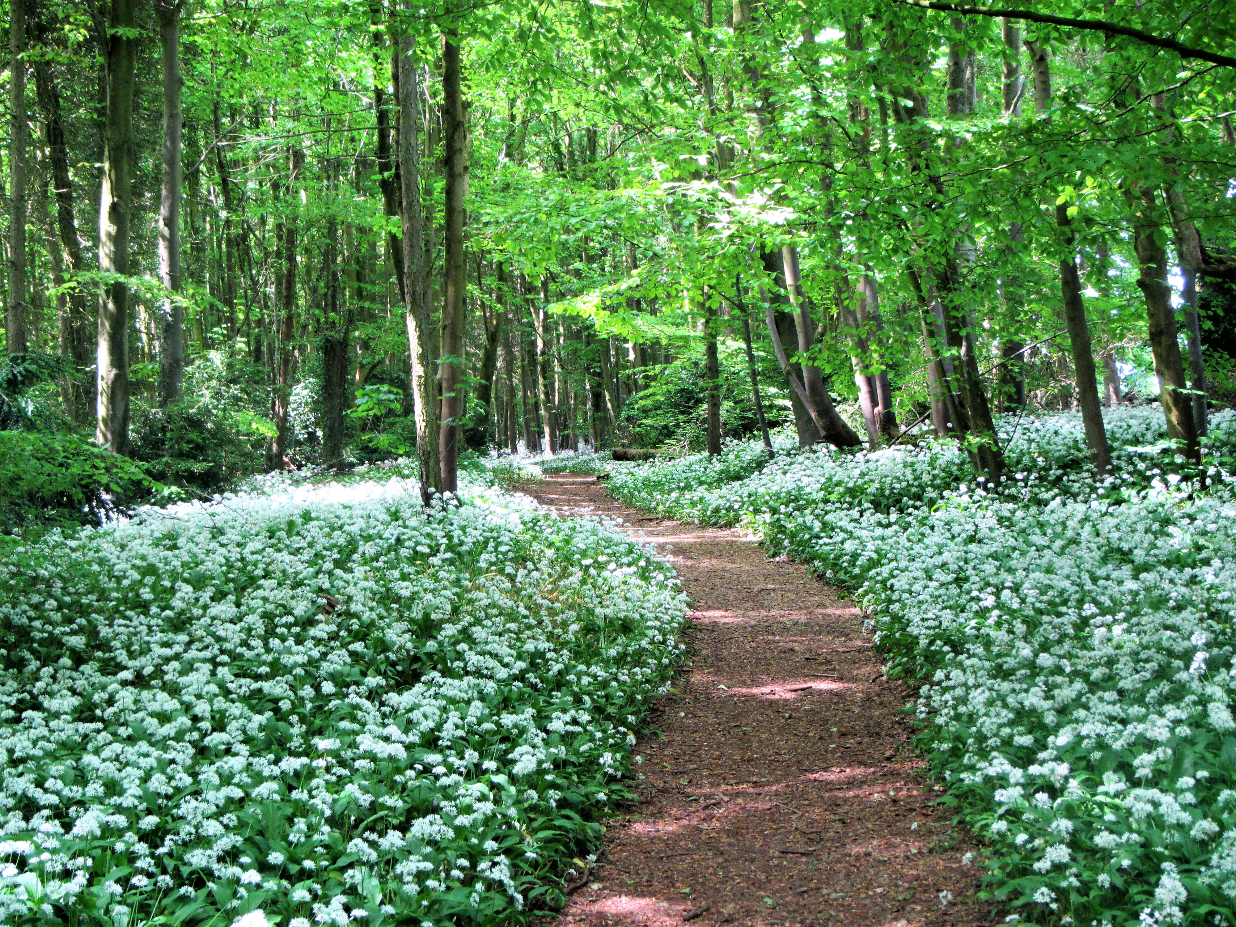 Conygre woods - footpath through wild garlic May 18