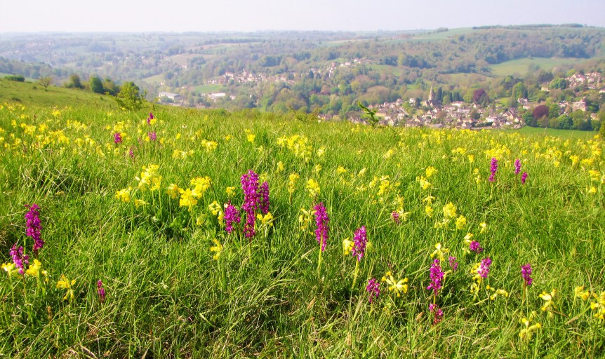 early purples + cowslips with view to Woodchester May 2018 C Aistrop