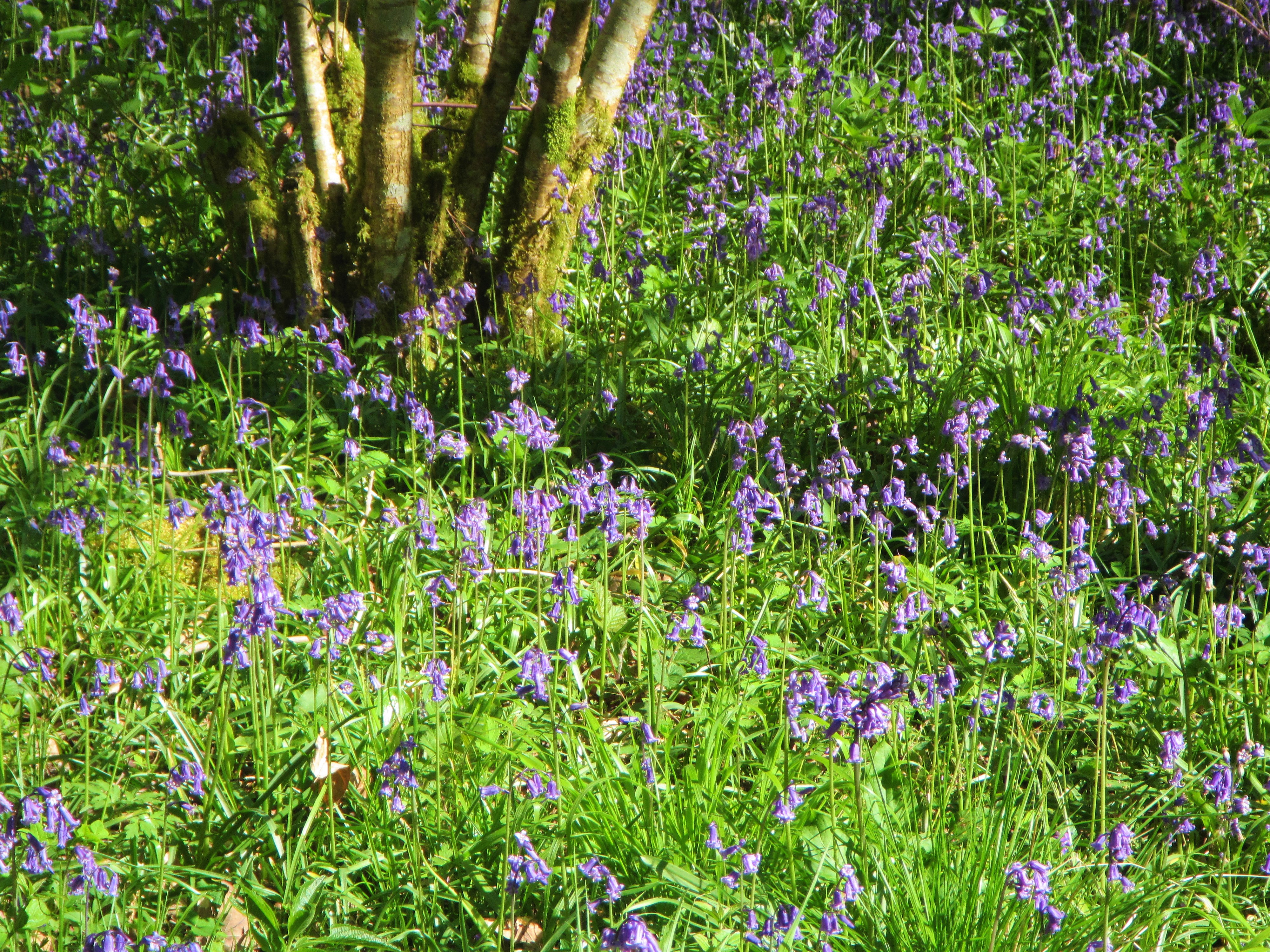 Siccarige wood - close-up bluebells amongst coppice 6.5.18 C Aistrop