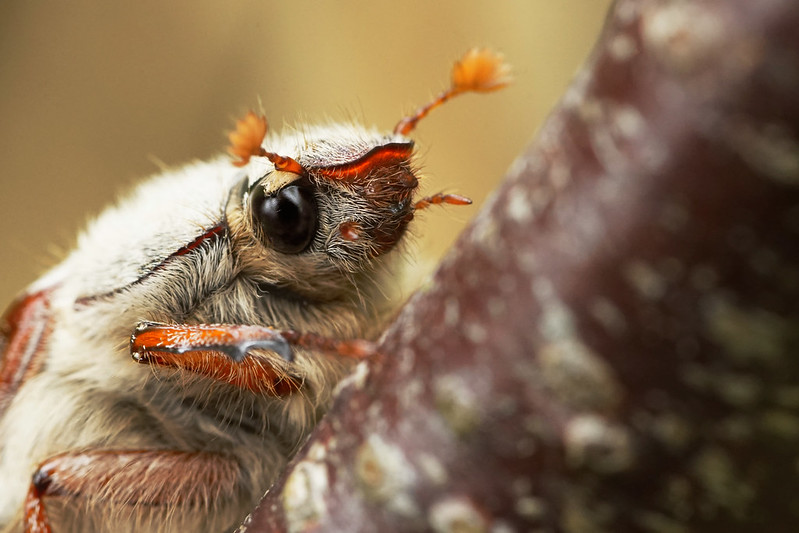 Insect of the day: the May bug – A Year of discovering Stroud's wildlife