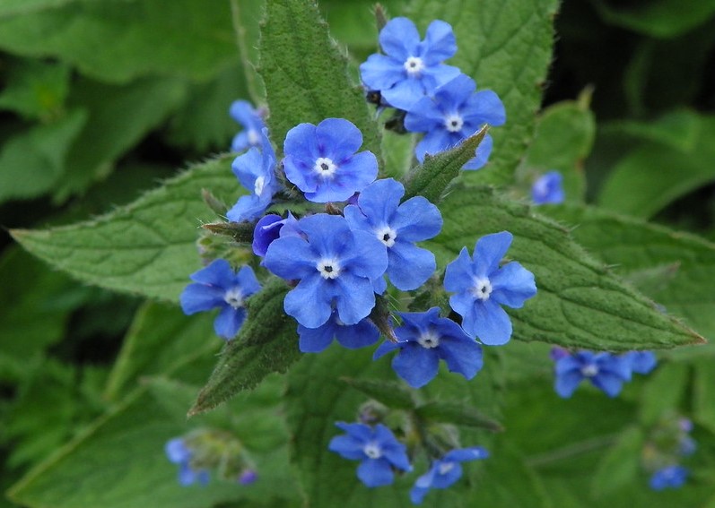 Green Alkanet - credit Pete O'Connor Flickr