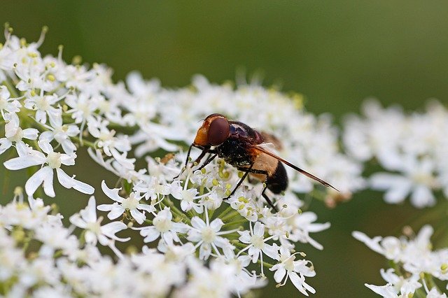 Queen Anne's lace with hoverfly - credit Jasmine 777 Pixabay