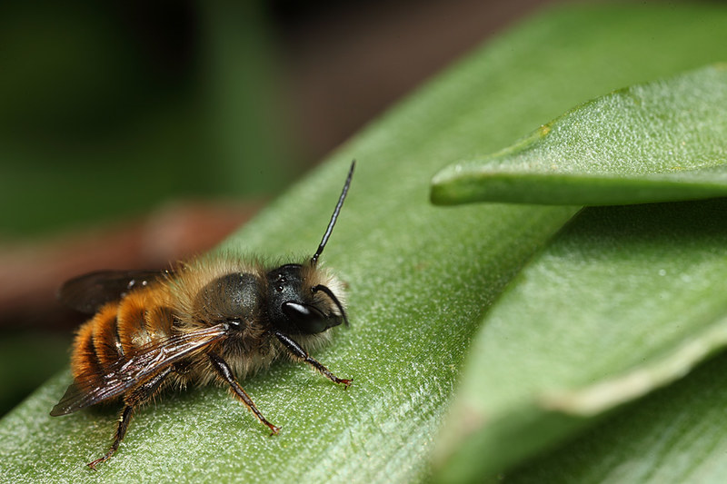 Red mason bee - Brian Valentine Flickr