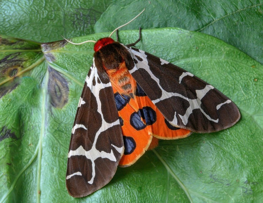 Garden tiger moth - credit Iain Linsay pixabay